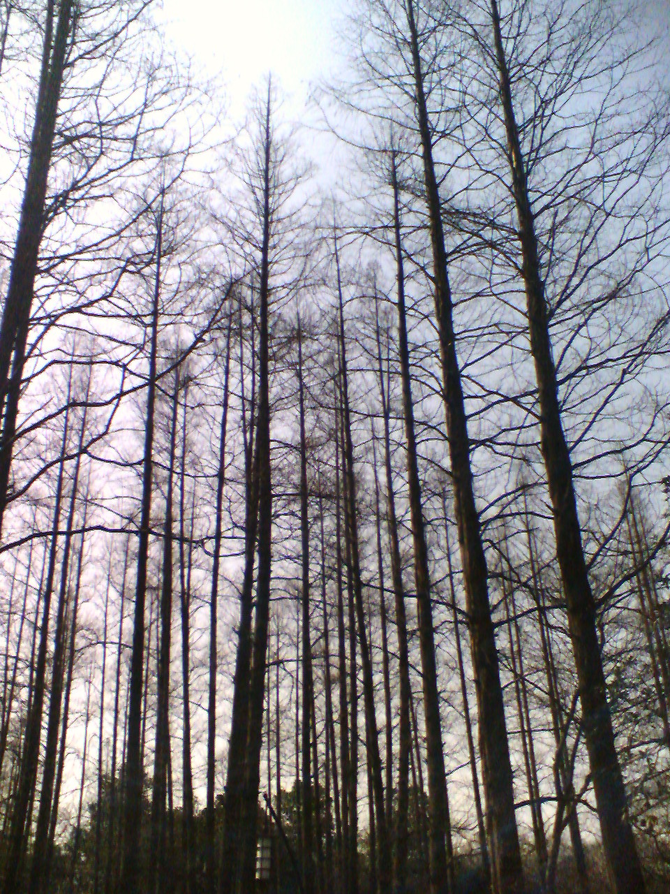 枯树林